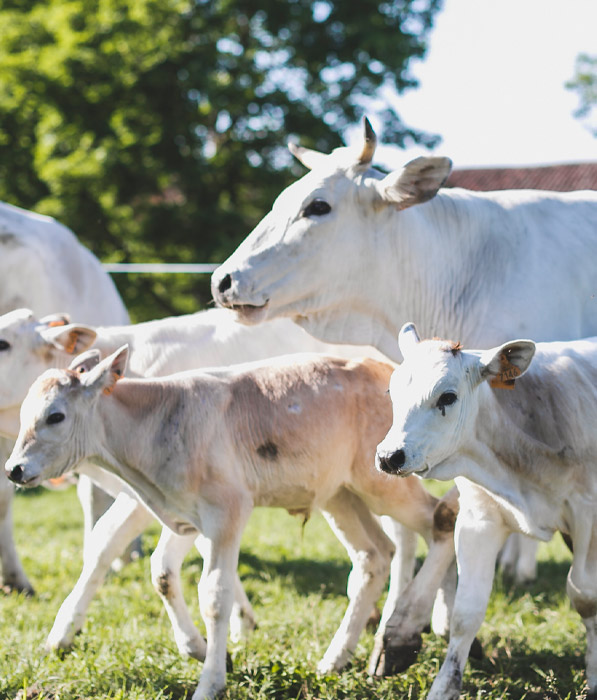 Una carne a basso contenuto di colesterolo
